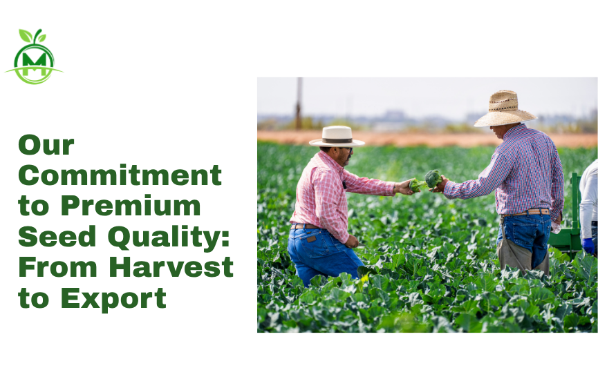 Our Commitment to Premium Seed Quality: From Harvest to Export